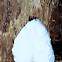 Polypore