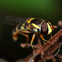 Common Hover Fly
