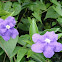  Brunfelsia