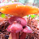 Variegate mop, Tricholomopsis rutilans