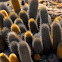 Lava Cactus