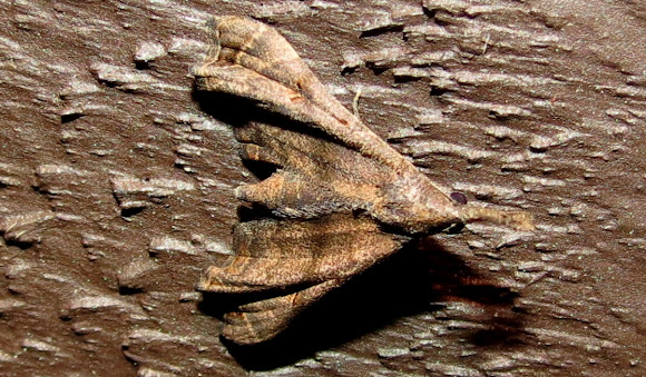 Spotting Image 1