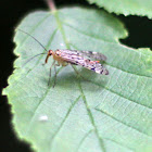 Scorpionfly