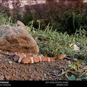 Trans-Pecos Copperhead