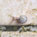 Land snail