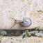 Land snail