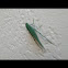 Katydid