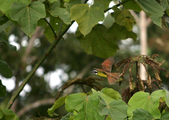Spotting Image 1