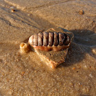 Chiton