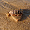 Chiton