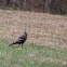 Wild Turkey