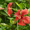 Hibiscus 大紅花