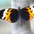 Numata Longwing