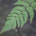 Wood fern