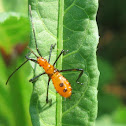 Leaf-footed Nymphs