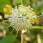 Common Buttonbush