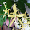 Orquídea 