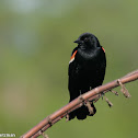 Red-winged Blackbird