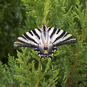 Borboleta-Zebra