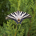 Borboleta-Zebra