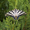 Borboleta-Zebra