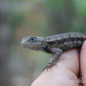 Fence Lizard