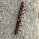 Variegated Fritillary