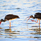 Juvenile White Ibis