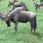 Ñu. Blue Wildebeest