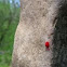 Red Velvet Mite