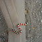 Sonoran mountain kingsnake