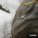 moth