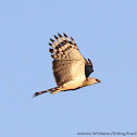 Crested Eagle
