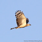 Crested Eagle
