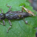 Cricket Exoskeleton