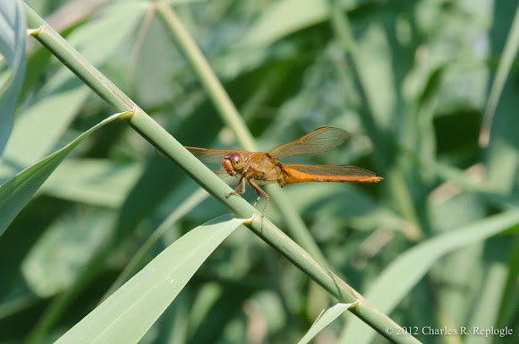 Spotting Image 1