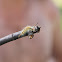 White-marked tussock moth 