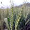 Green Wheat ( गेहूँ की बालियाँ )