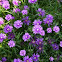 ice plant