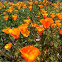 California Poppy