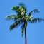 Coconut Palm Tree
