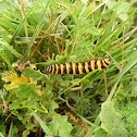 Cinnabar moth