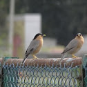 Brahminy starling