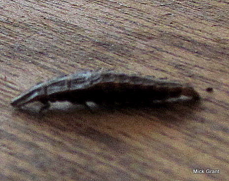 Spotting Image 1