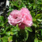 Pink mini-rose
