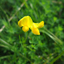Birdfoot Trefoil