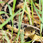 Common Garter Snake