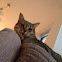 Grey tabby cat
