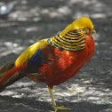 Golden Pheasant