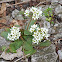 Early Saxifrage